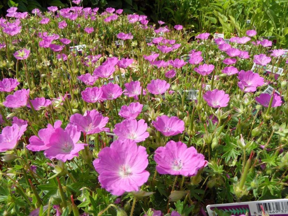 Герань кроваво-красная Макс Фрей (Geranium sanguineum 'Max Frey')