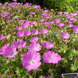 Герань кроваво-красная Макс Фрей (Geranium sanguineum 'Max Frey')