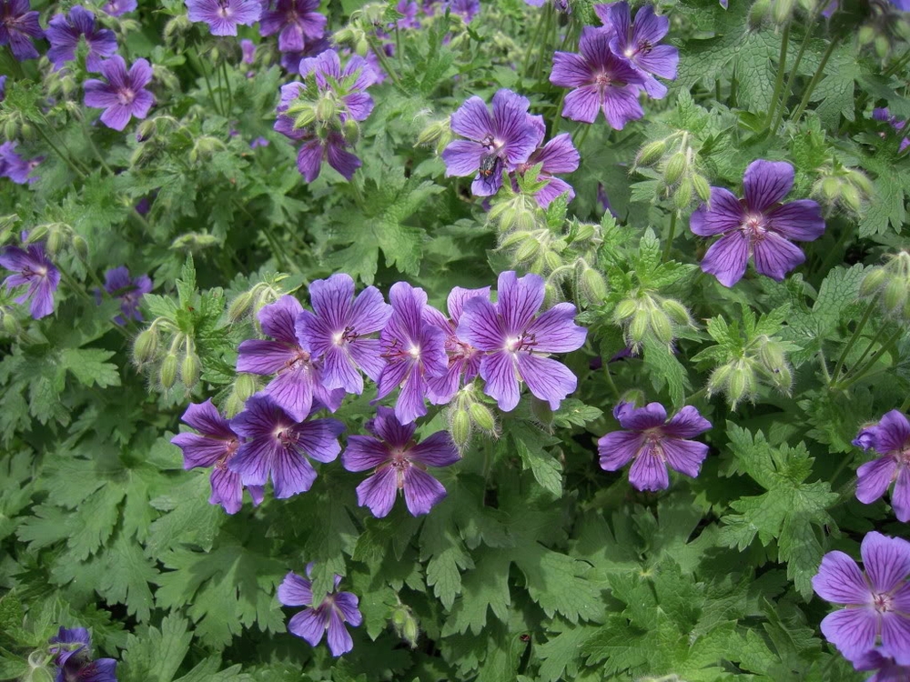 Герань великолепная Роузмур (Geranium x magnificum 'Rosemoor')