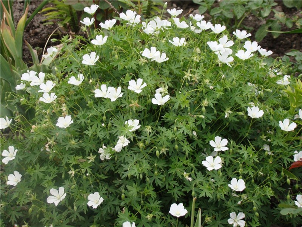 Герань кроваво-красная Альбум (Geranium sanguineum 'Album')