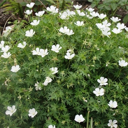 Герань кроваво-красная Альбум (Geranium sanguineum 'Album')