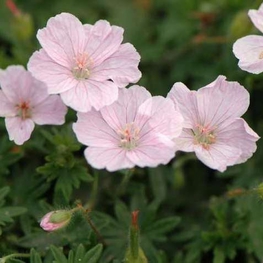 Герань кроваво-красная Апфельблюте (Geranium sanguineum 'Apfelblute')