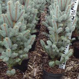 Ель колючая Изели Фастигиата (Picea pungens 'Iseli Fastigiata')