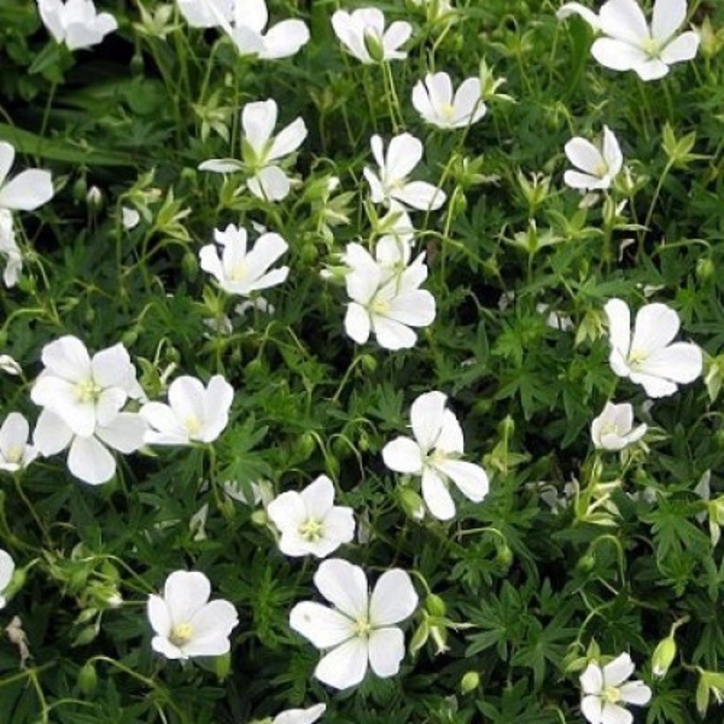 Герань темная Альба (Geranium phaeum 'Alba')