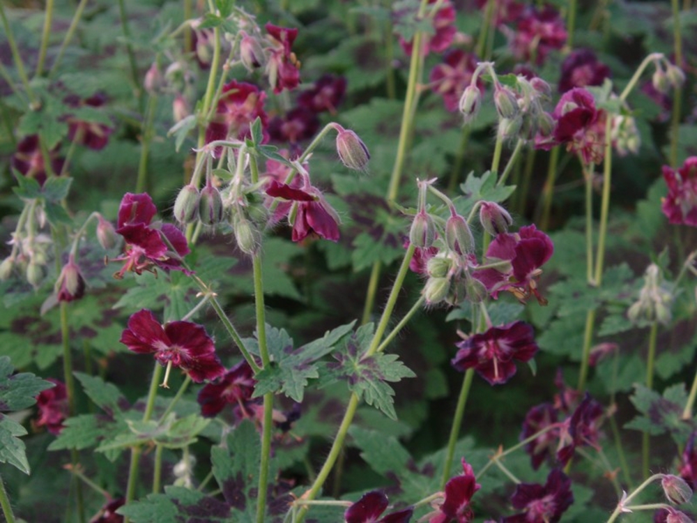 Герань темная Самобор (Geranium phaeum 'Samobor')