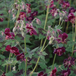 Герань темная Самобор (Geranium phaeum 'Samobor')