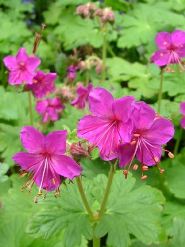 Герань крупнокорневищная Биванс Вариети (Geranium macrorrhizum 'Bevan`s Variety')