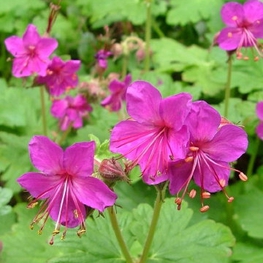 Герань крупнокорневищная Биванс Вариети (Geranium macrorrhizum 'Bevan`s Variety')