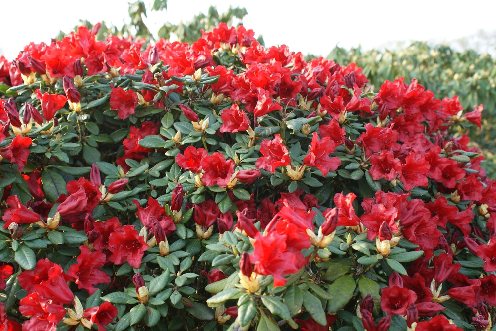 Рододендрон плотный Скарлет Вандер (Rhododendron impeditum 'Scarlet Wonder')