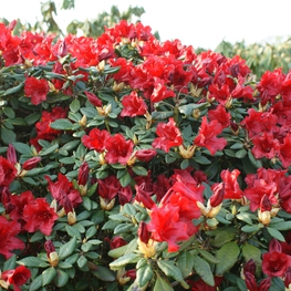 Рододендрон плотный Скарлет Вандер (Rhododendron impeditum 'Scarlet Wonder')