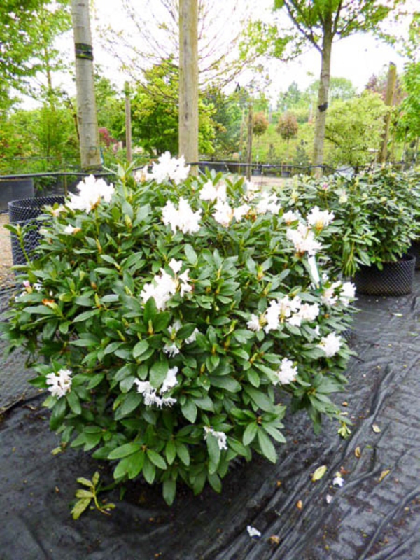 Рододендрон гибридный Каннингемс Уайт (Rhododendron 'Cunningham's White')