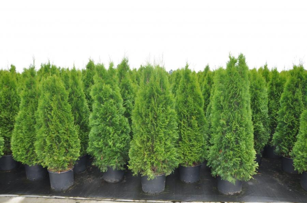 Туя западная Смарагд (Thuja occidentalis 'Smaragd')