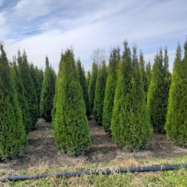 Туя западная Смарагд (Thuja occidentalis 'Smaragd')