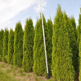 Туя западная Смарагд (Thuja occidentalis 'Smaragd')