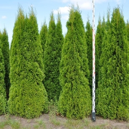 Туя западная Смарагд (Thuja occidentalis 'Smaragd')