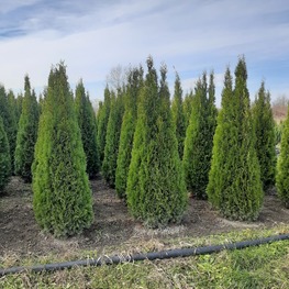 Туя западная Смарагд (Thuja occidentalis 'Smaragd')