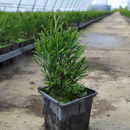 Туя западная Смарагд (Thuja occidentalis 'Smaragd')