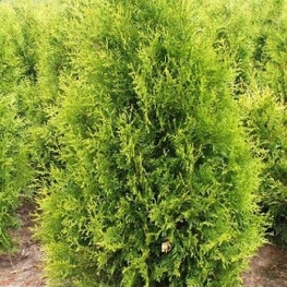 Туя западная Голден Брабант (Thuja occidentalis 'Golden Brabant')