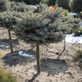 Ель колючая Глаука Глобоза (Picea pungens 'Glauca Globosa')