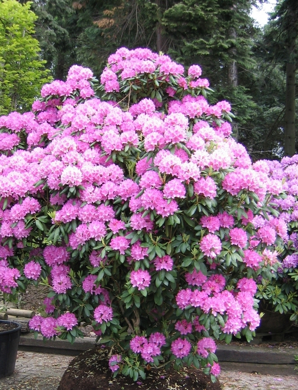 Рододендрон гибридный Розеум Элеганс (Rhododendron 'Roseum Elegans')