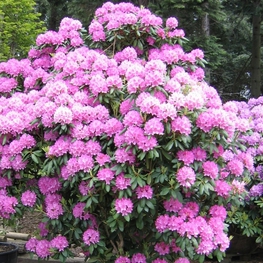 Рододендрон гибридный Розеум Элеганс (Rhododendron 'Roseum Elegans')