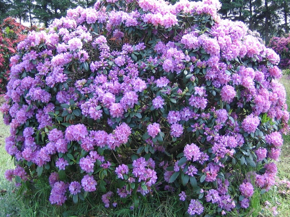 Рододендрон катевбинский Грандифлорум (Rhododendron catawbiense 'Grandiflorum')