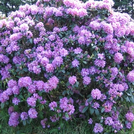 Рододендрон катевбинский Грандифлорум (Rhododendron catawbiense 'Grandiflorum')