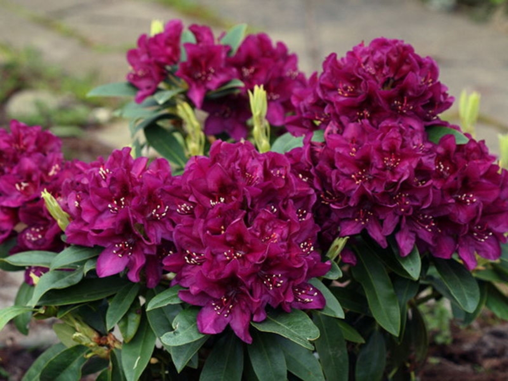 Рододендрон гибридный Поларнахт (Rhododendron 'Polarnacht')