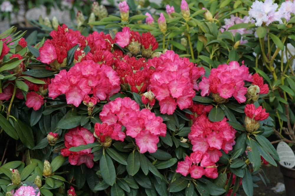 Рододендрон якушиманский Фантастика (Rhododendron yakushimanum 'Fantastica')