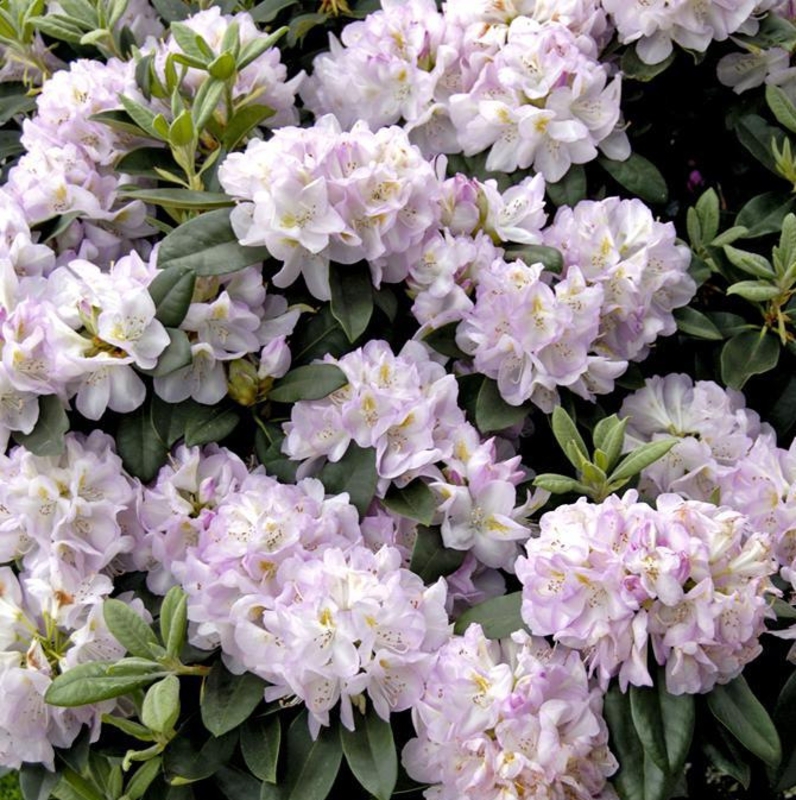 Рододендрон гибридный Гомер Ватерер (Rhododendron 'Gomer Waterer')