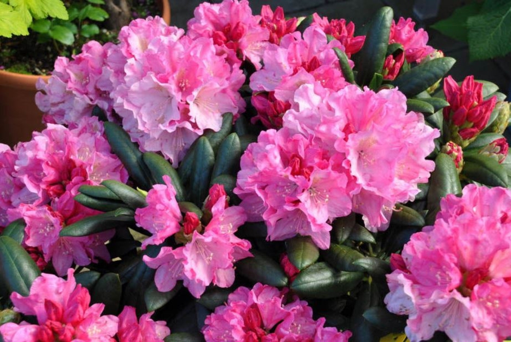 Рододендрон якушиманский Калинка (Rhododendron yakushimanum 'Kalinka')