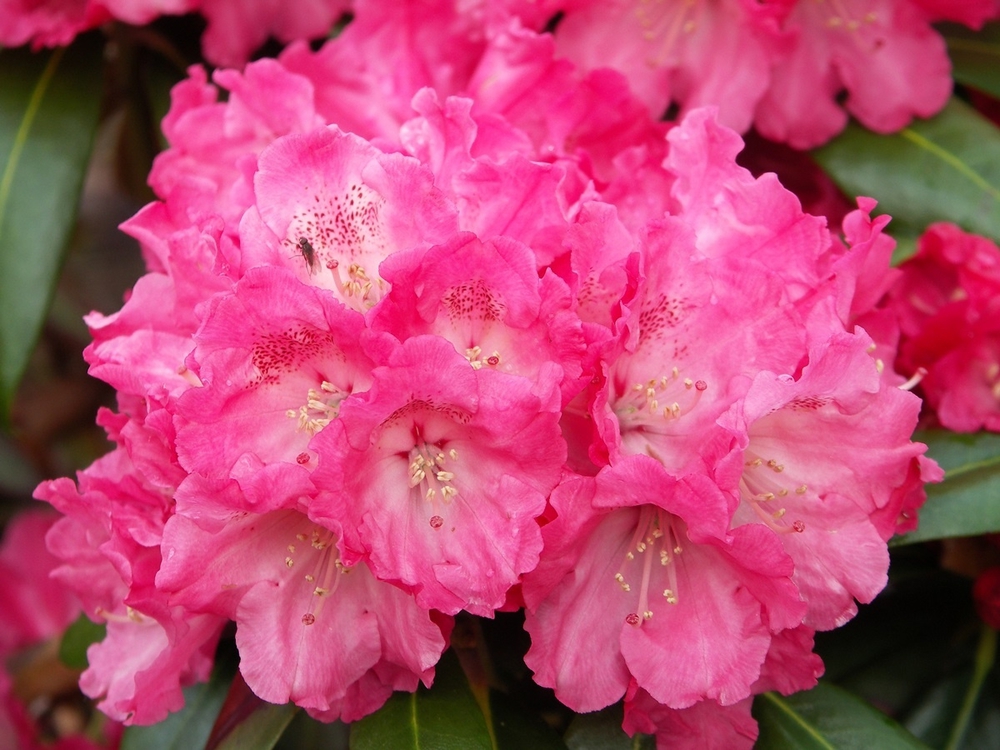 Рододендрон якушиманский Моргенрот (Rhododendron yakushimanum 'Morgenrot')