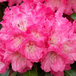 Рододендрон якушиманский Моргенрот (Rhododendron yakushimanum 'Morgenrot')