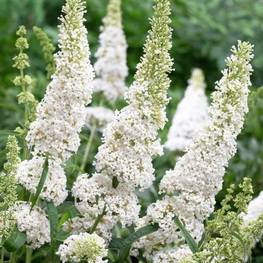 Буддлея Давида Уайт Профьюжн (Buddleja davidii 'White Profusion')