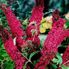 Буддлея Давида Роял Ред (Buddleja davidii 'Royal Red')