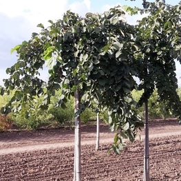 Вяз шершавый Кампердауни (Ulmus glabra 'Camperdownii')
