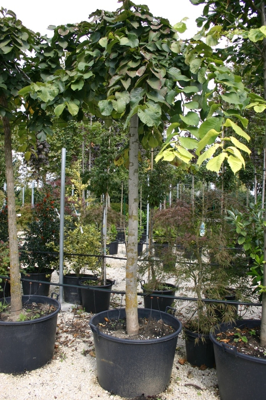 Вяз шершавый Пендула (Ulmus glabra 'Pendula')