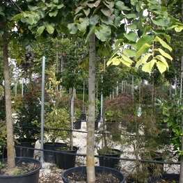 Вяз шершавый Пендула (Ulmus glabra 'Pendula')