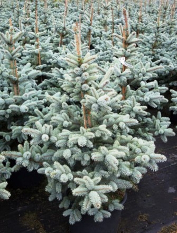 Ель колючая Ольденбург (Picea pungens 'Oldenburg')