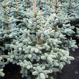 Ель колючая Ольденбург (Picea pungens 'Oldenburg')