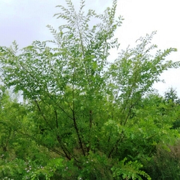 Вяз мелколистный "Ulmus parvifolia"