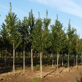 Вяз Додоенс (Ulmus 'Dodoens')