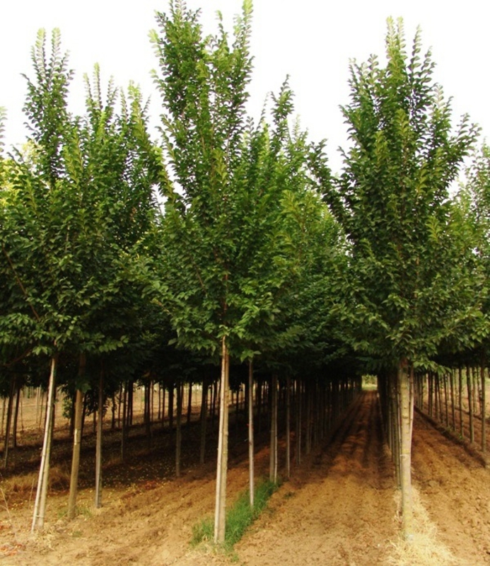 Вяз голландский Лобель (Ulmus x hollandica 'Lobel')