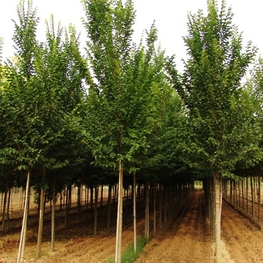 Вяз голландский Лобель (Ulmus x hollandica 'Lobel')