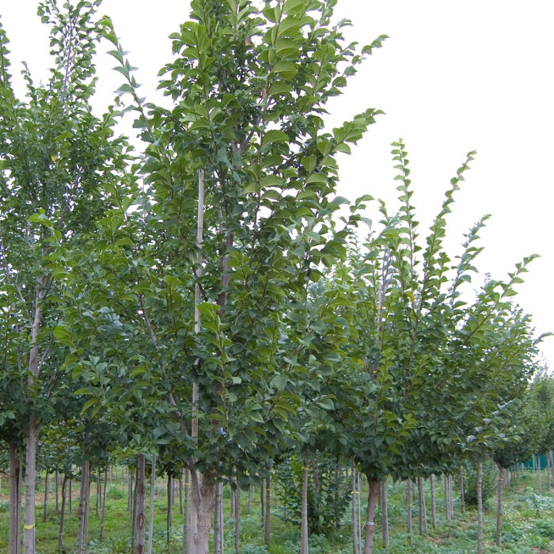 Вяз перистоветвистый (Ulmus pumila)