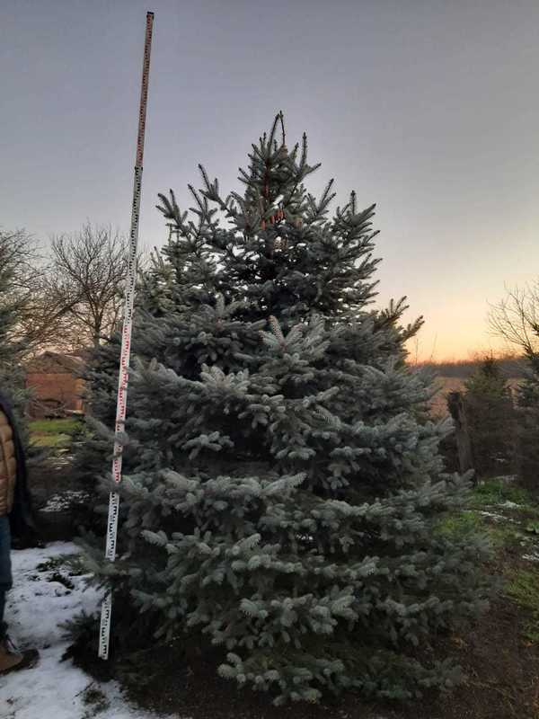 Ель колючая Глаука (Picea pungens 'Glauca') Extra