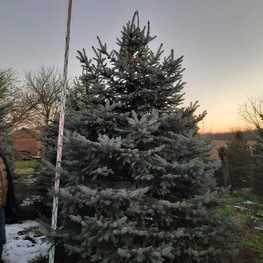 Ель колючая Глаука (Picea pungens 'Glauca') Extra