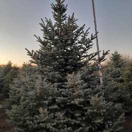 Ель колючая Глаука (Picea pungens 'Glauca') Extra