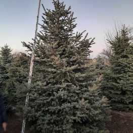 Ель колючая Глаука (Picea pungens 'Glauca') Extra
