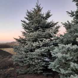 Ель колючая Глаука (Picea pungens 'Glauca') Extra